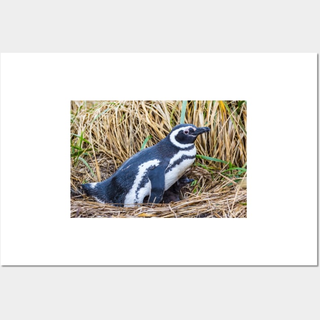 Magellanic Penguin with Baby near Ushuaia, Argentina Wall Art by holgermader